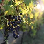 Bed & Breakfast Le Bonheur- Cognac Hiersac