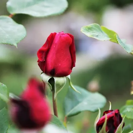 Le Bonheur- Cognac 3*