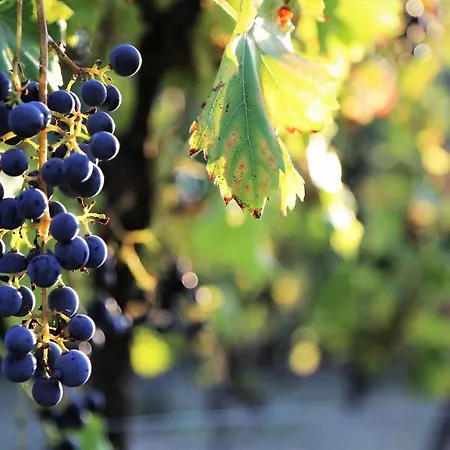 Le Bonheur- Cognac Bed and Breakfast Hiersac