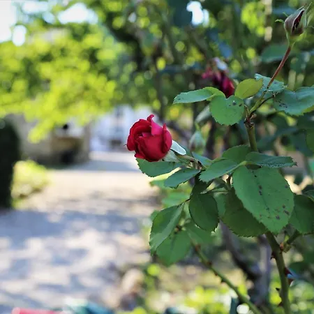 Bed and Breakfast Le Bonheur- Cognac 3*