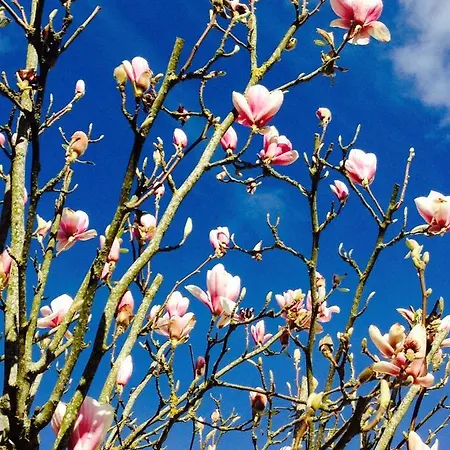 Le Bonheur- Cognac Bed and Breakfast