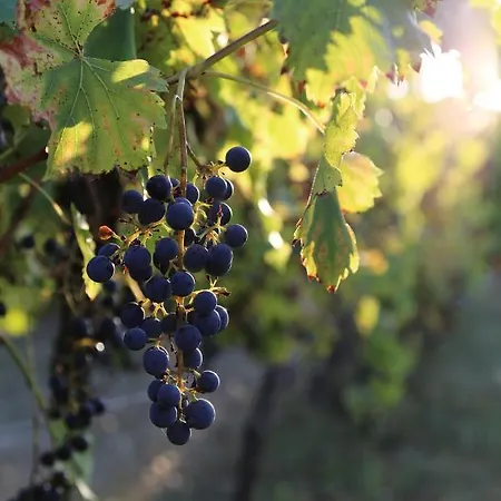 Bed and Breakfast Le Bonheur- Cognac Hiersac