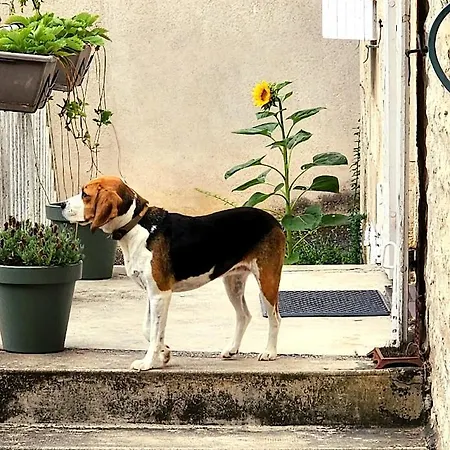 Le Bonheur- Cognac Bed and Breakfast Hiersac