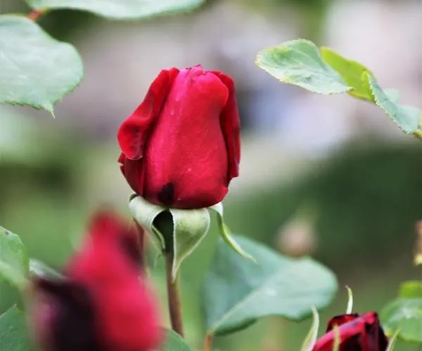 Le Bonheur- Cognac 3*