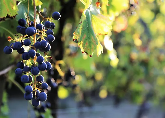 Le Bonheur- Cognac Bed and breakfast Hiersac