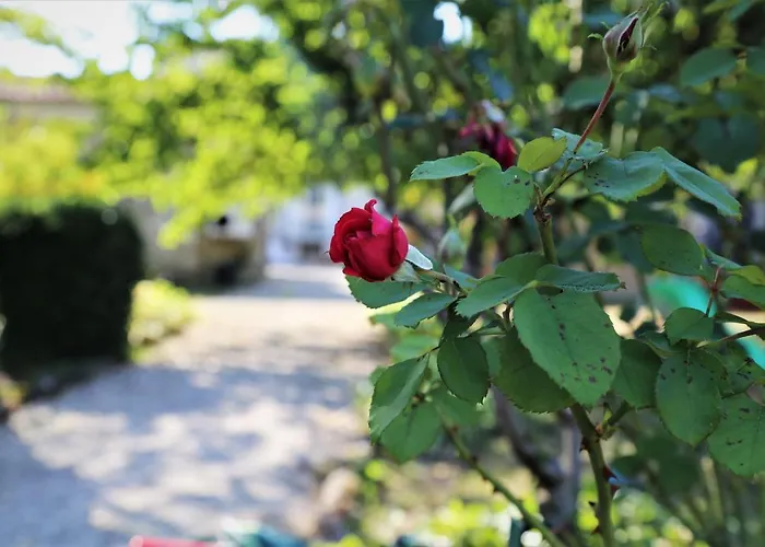 Bed and breakfast Le Bonheur- Cognac 3*