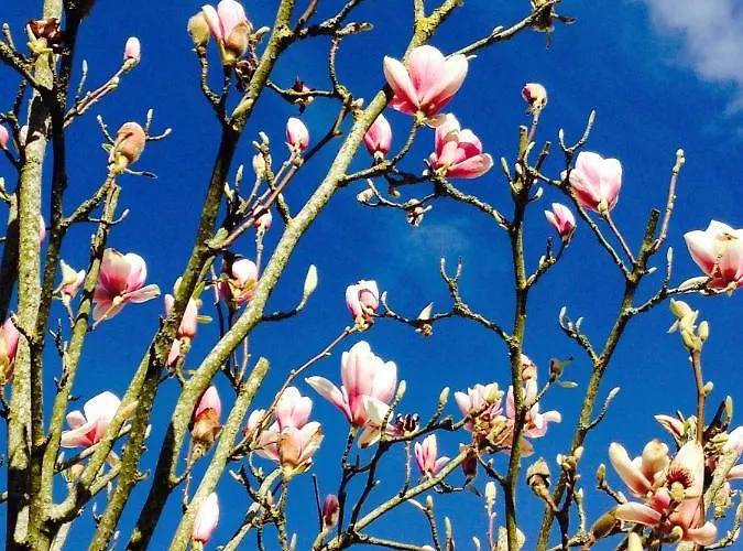 Le Bonheur- Cognac Bed and breakfast