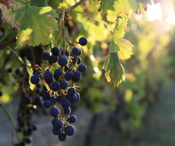 Bed and breakfast Le Bonheur- Cognac Hiersac