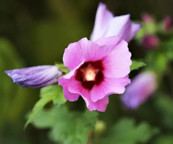 Le Bonheur- Cognac Bed and breakfast