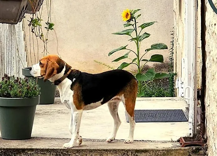 Le Bonheur- Cognac Bed and breakfast Hiersac